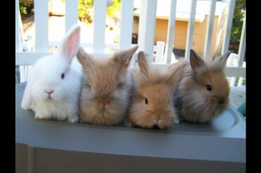 Super Cute Bunny Cam LIVE! [09-25-2013]