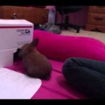 Introducing Leo the Holland Lop baby Bunny:)
