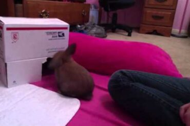 Introducing Leo the Holland Lop baby Bunny:)