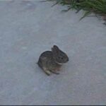 baby bunny on driveway