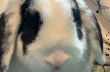 The 3 Cute Bunnies Part 4