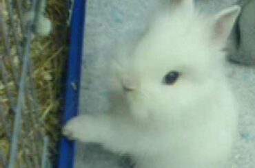 My baby bunny Patty xD