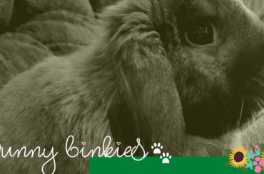 Funny and Cute Bunny Rabbit Videos - Bunny Binkies/Zoomies Video Compilation | Lionel the Bunny