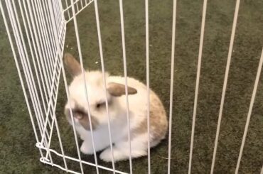 Broken Chinchilla Blue baby bunny