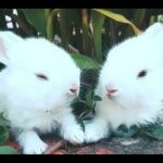 Rabbit - A Funny And Cute Bunny Videos  || NEW