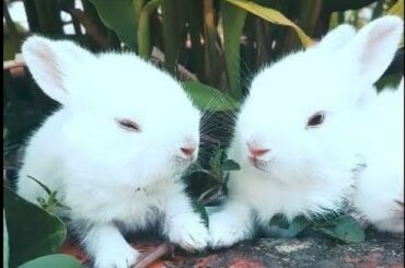 Rabbit - A Funny And Cute Bunny Videos  || NEW