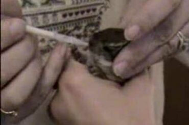 Baby bunnies and puppies