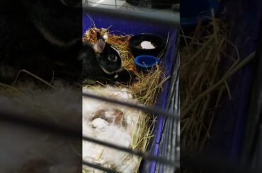 Netherland dwarf bunnies cute babies