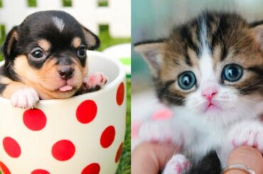 Baby Animals - Funny and Cute Baby Animals Videos Compilation #7 | Awesome Animals