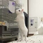 Cute baby bunny rabbit video