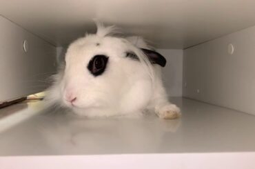 Can you find the bunny?