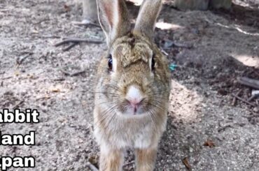 Rabbit Rushed at Me!【Cute/Surprise】
