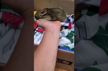 Baby bunny soooo cute 😍 💕