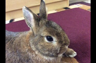 Cute Bunny Hopping Around his Friend!