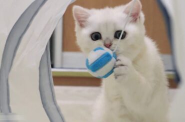 Baby bunny Neytiri plays in the maze with