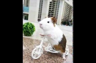 #Funny baby rabbit video - cute bunny baby rabbits - funny baby rabbit