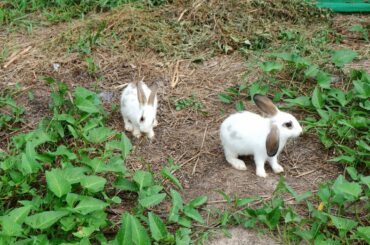 My cute baby rabbits playing and eating food in fields grass - Baboom Life