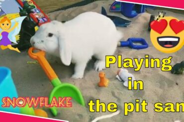 CUTE BUNNY Snowflake playing in the pit sand/Cognilio sta giocando nella sabbia
