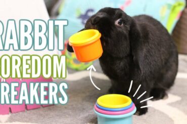 How to keep your rabbit BUSY