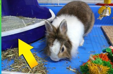 HOW TO litter train your rabbit in one week | Bunny Potty Training