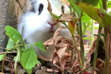 Bunny in the jungle
