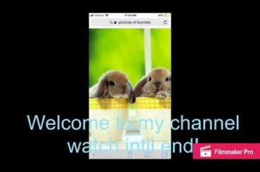 Cute Bunnies|pictures