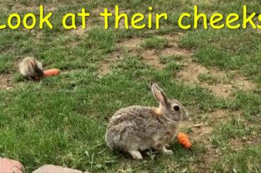 Are you bored? Let's watch Cute Bunny Eating Carrots