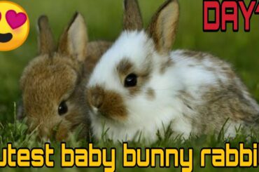 Funny Baby Rabbit Videos I RDX VLOG I Cute Baby Rabbits I Funny Bunny Baby Videos Cute Bunnies Video