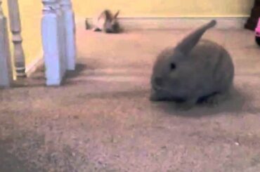 Cocoa's Baby Bunny Binky