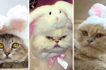 Cute Cats Put On Bunny Hat | Try Not To Laugh At Cat’s Reaction | Funny Cat Videos