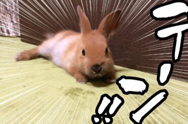 【子ウサギ】突然ぶっ倒れる子ウサギが可愛い Cute rabbit suddenly falls!