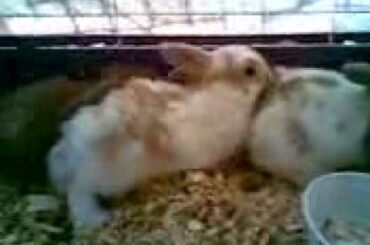 Baby Bunnies Suckling