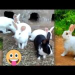 Funny Baby Bunny Rabbit Videos Compilation - Cute Rabbits | vlog video | must watch | extra video