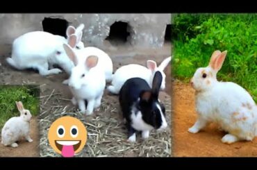 Funny Baby Bunny Rabbit Videos Compilation - Cute Rabbits | vlog video | must watch | extra video