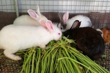 Cute Rabbits Eating - Funny and Cute Baby Bunny Rabbit Videos - Baby Animal Video Compilation 2020