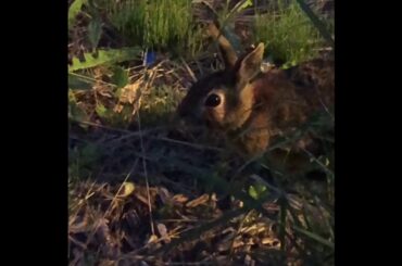 Cute Rabbit Feeding Its 3 Babies أرنبة ترضع صغارها الثلاثة