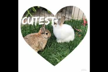 Cute baby pet bunnies “Tug a War”