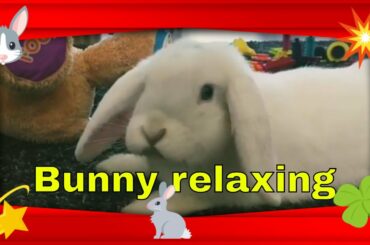 FUNNY and CUTE Bunny Snowflake relaxing on the fluffy rug