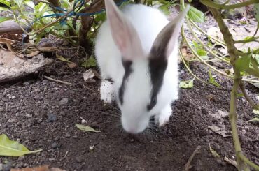 Baby Rabbit Eating Root