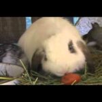 Cute Bunny Rabbit eats a Tomato w/ epic Music!!
