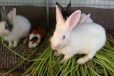 Rabbit - Baby Rabbits Eating - Funny Baby Bunny Rabbit Videos #4 - Cute Rabbits Compilation 2020