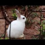 Survive three white cute baddies rabbits and feed them as pets