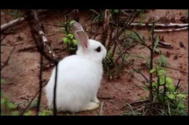 Survive three white cute baddies rabbits and feed them as pets