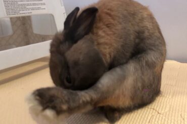 What does a cute bunny do everyday 002 ---Venidanca