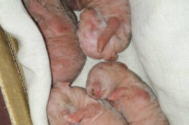 Bery small and sweet 😘🤗😍 cute babies of RABBIT. Must watch