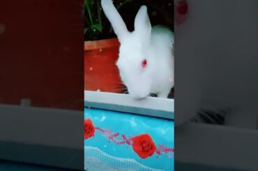 Cute bunny 🐇🐇😍