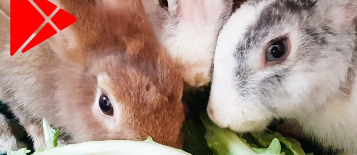 rabbit eating vegetables / funny baby rabbit videos / cute baby rabbits / funny bunny baby videos