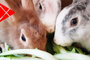 rabbit eating vegetables / funny baby rabbit videos / cute baby rabbits / funny bunny baby videos