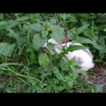 My baby rabbits find and eating vegetable in garden - Baboom Life