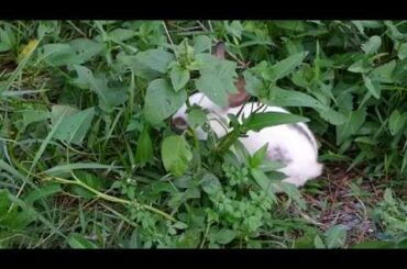 My baby rabbits find and eating vegetable in garden - Baboom Life